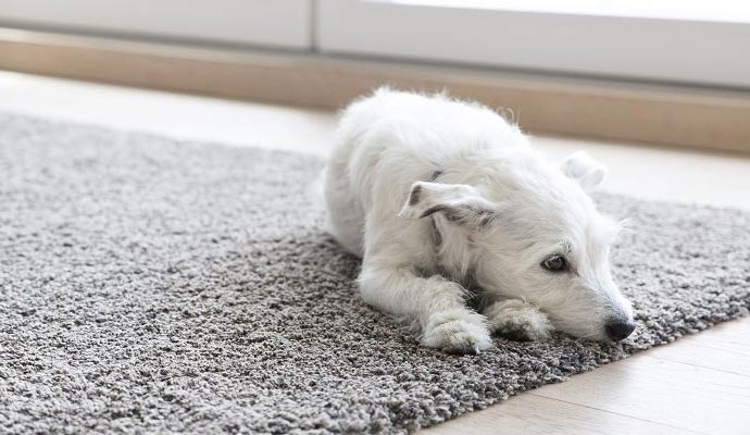 Pet Odor Removal Treatment