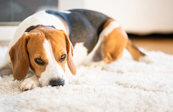 Rug Repair For Pet Chewing & Scratching in D/FW