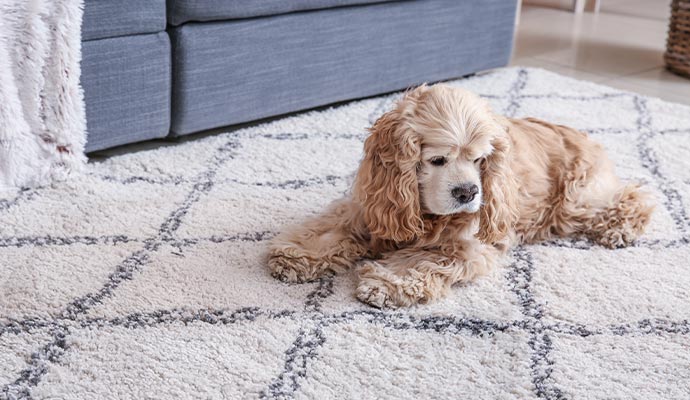 Cute pet sitting on the Rug