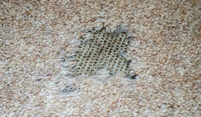 Rug damaged by moth