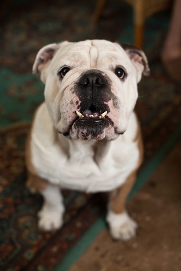 Bulldog on Oriental Rug