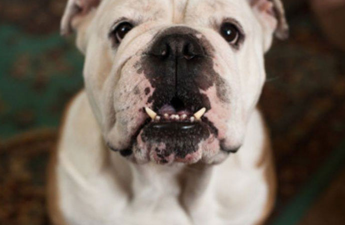 Old & Dried Pet Stain Removal by Dalworth Rug Cleaning in DFW