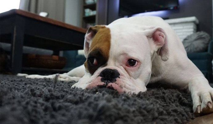 Benefits of Professional Rug Cleaning for Pet Damage