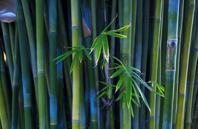 Bamboo Plant