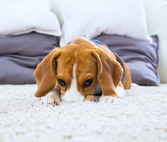 Beagle On Carpet