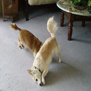 Dog Scratching Face On Carpet