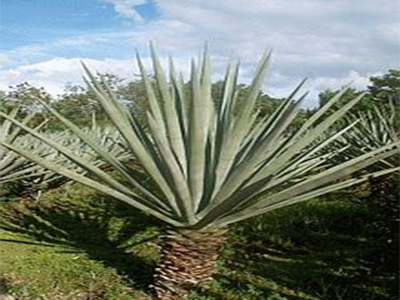 Sisal Plant