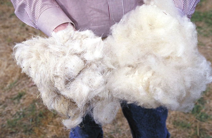 Wool