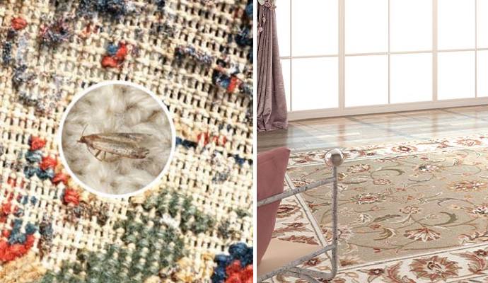 Collage of moth in rug and rug under sunlight