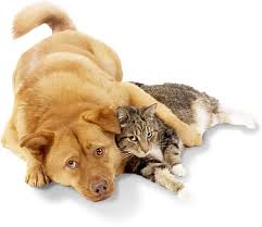 Dog and Cat