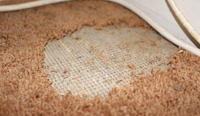 Damaged carpet by moth
