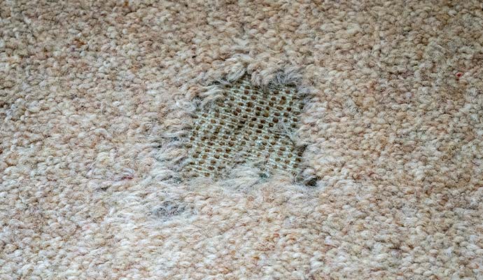 Close-up view of moth damage and fiber degradation on a rug