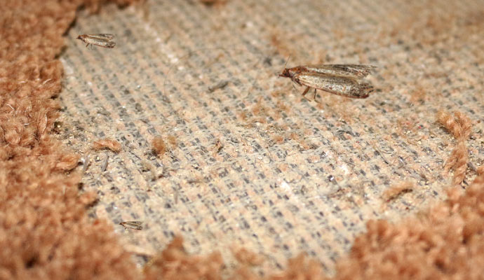 Moth damaged rug