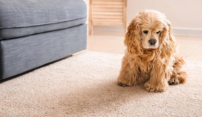 Pet sitting on a rug