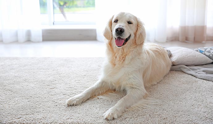 Pet dog sitting on a clean rug