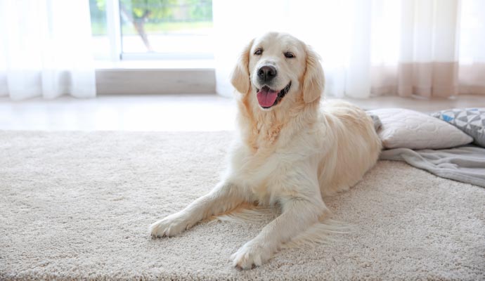 Pet on carpet