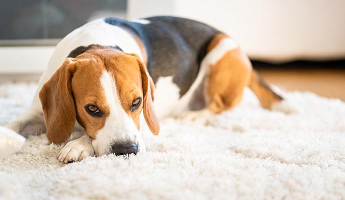 Types of Area Rug Pet Damage in Dallas-Fort Worth