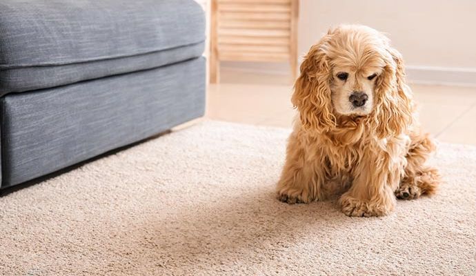 Pet sitting on clean rug inside home