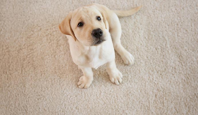Pet sitting on rug inside room