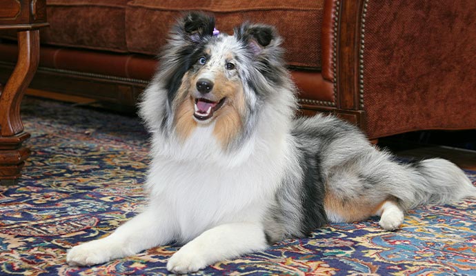a dog sitting on a clean rug