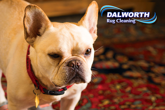 How To Clean An Area Rug