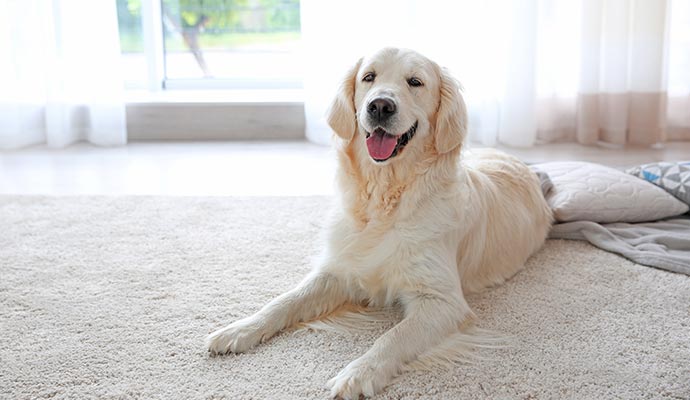 Pet sitting on clean rug inside room