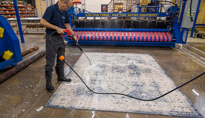 Professional worker cleaning rug