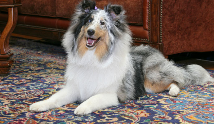 A dog sitting comfortably on a rug in a cozy indoor living space