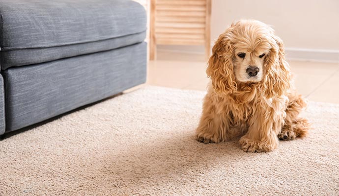 Puppy sitting on the rug