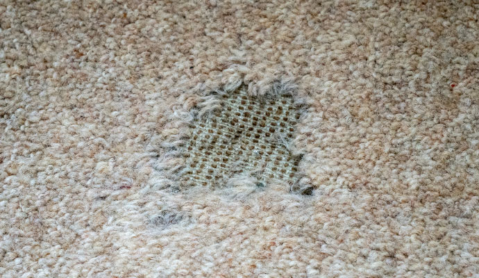 A rug showing visible moth damage, including worn areas and missing fibers