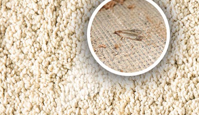 moth in a white rug