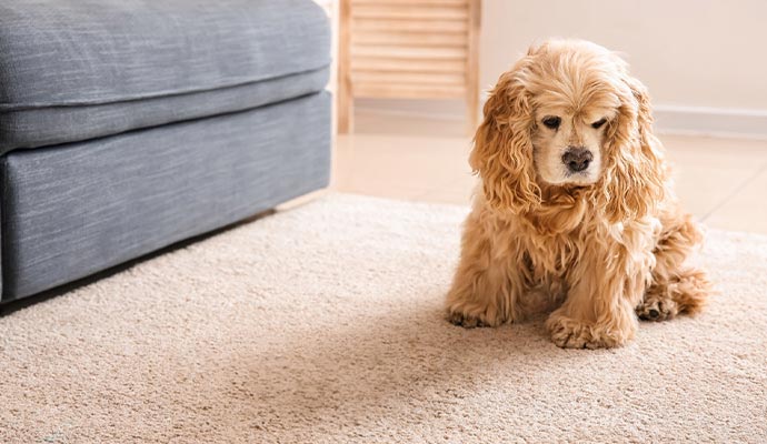A brown dog sitting on a clean rug