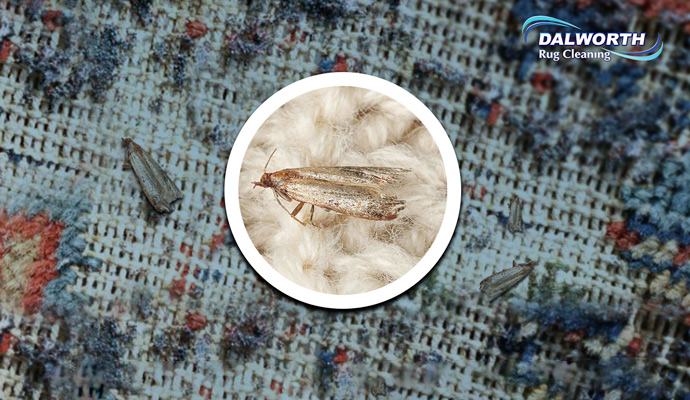 Moth Damaged Rug Repair in Dallas-Fort Worth