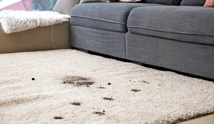 Visible dirt on rug